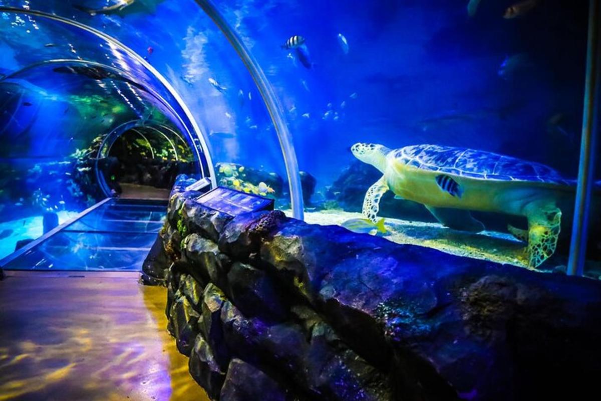 a turtle in a tank in a aquarium