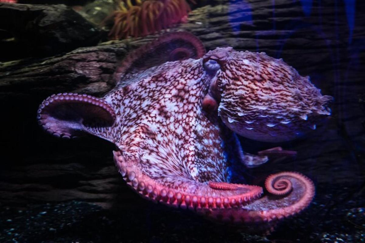 a red octopus is sitting on the ground