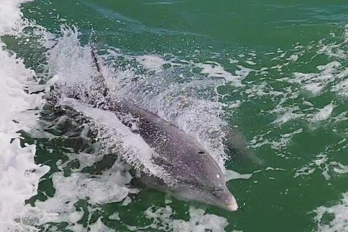 un delfin aleargă în apă