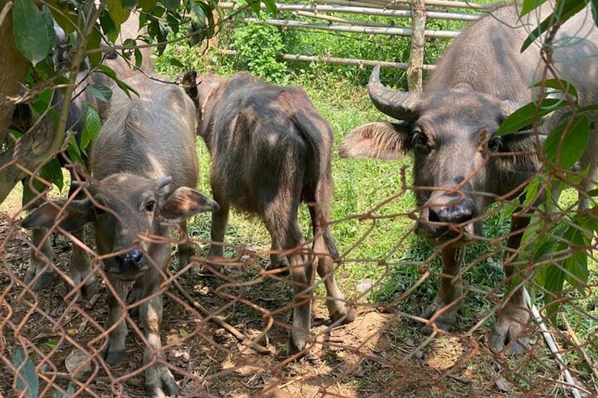 two cows are standing next to a fence