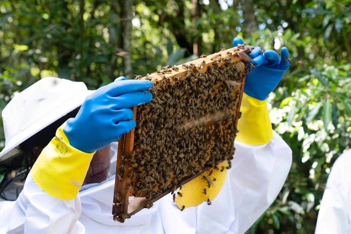 osoba v modrých rukavicích držící velký úl
