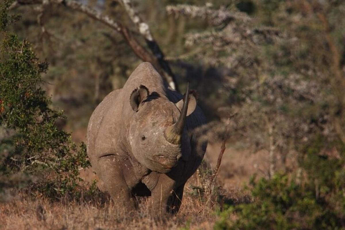 a rhino walking through a field with its trunk