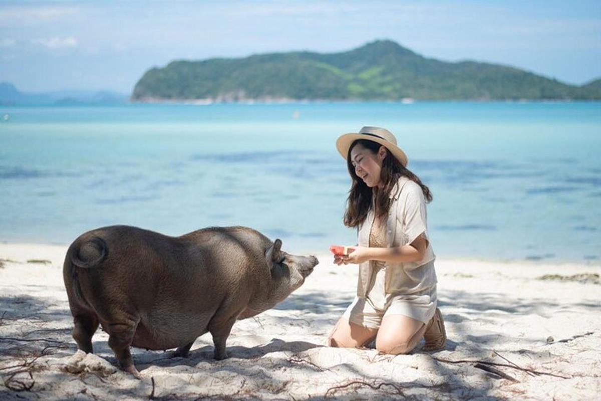 uma mulher alimentando um porco na praia