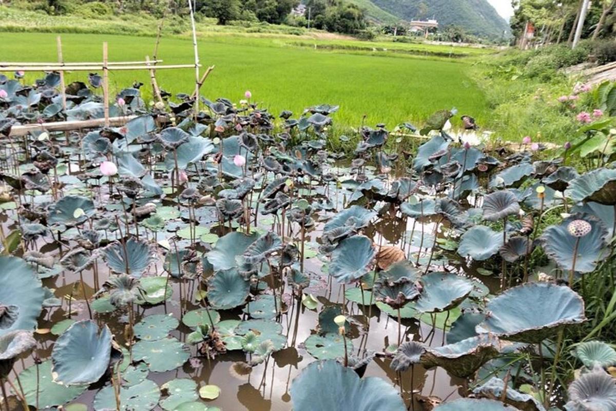 một cái ao chứa đầy cây xanh trong một cánh đồng