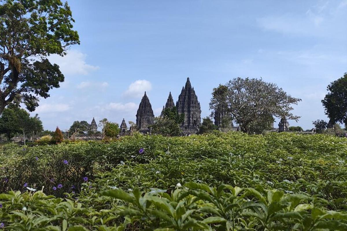 một cánh đồng cây cối trước một tòa nhà