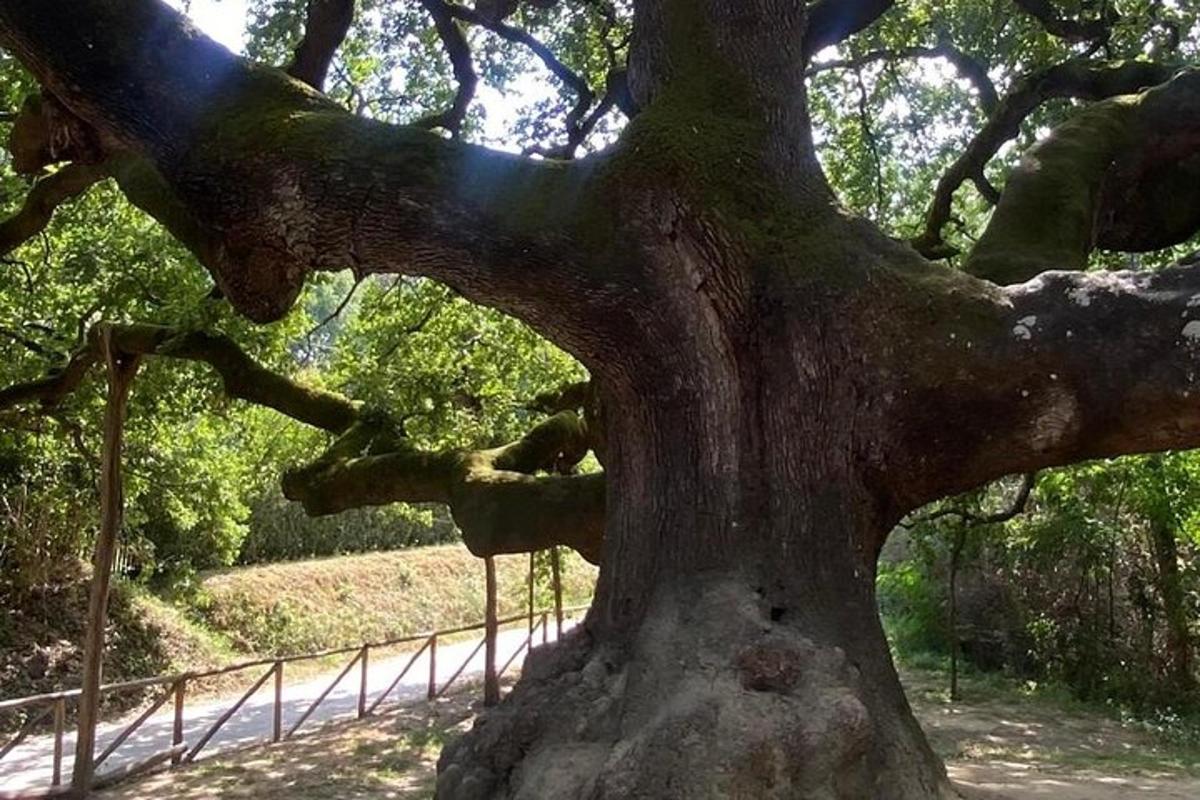 een close-up van de stam van een grote boom