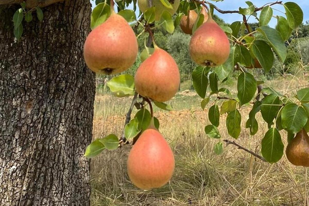 a bunch of apples hanging from a tree
