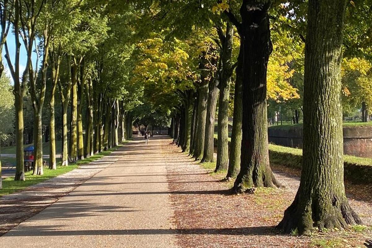 a tree lined road with a row of trees