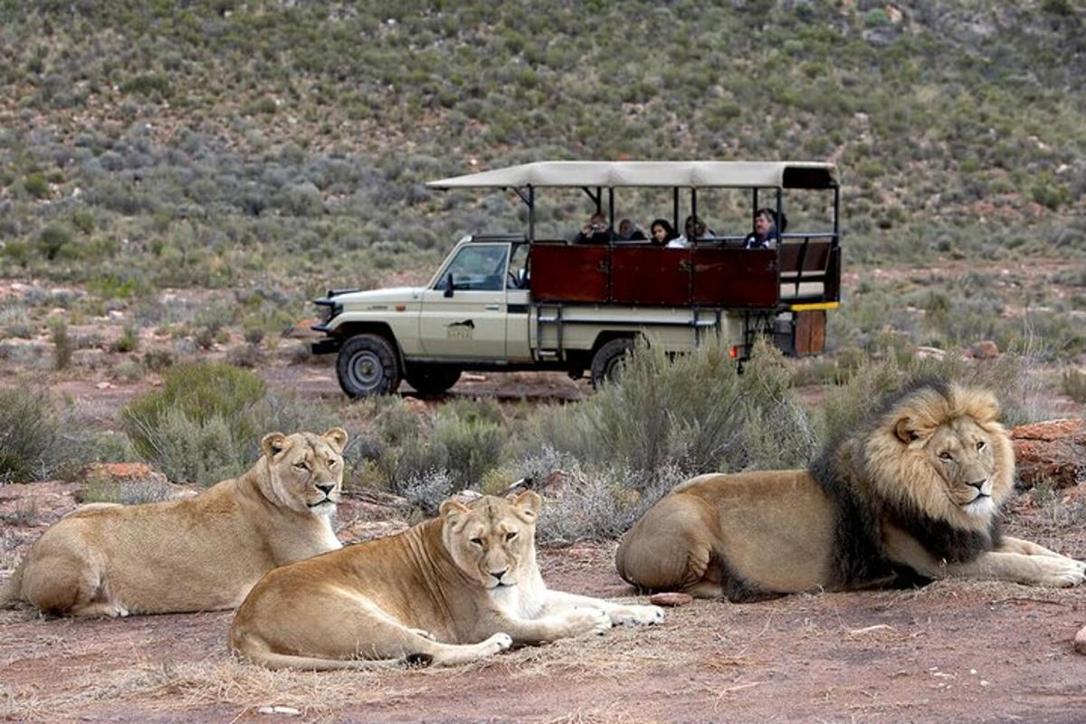 un gruppo di leoni seduti davanti a un veicolo