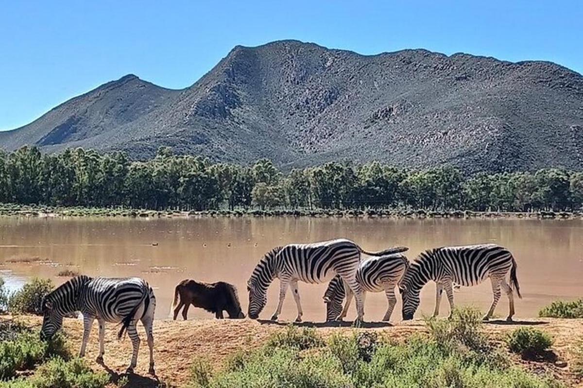 un gruppo di zebre al pascolo davanti a un lago