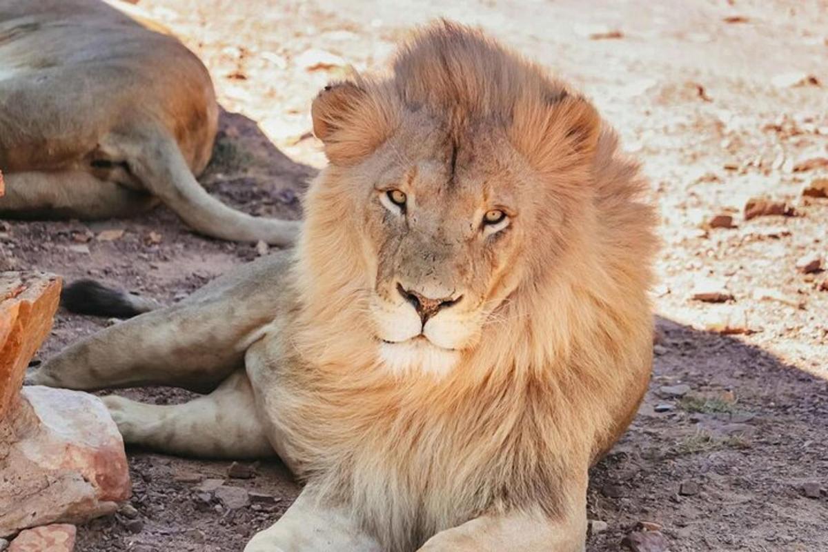 un leone sdraiato a terra nella polvere