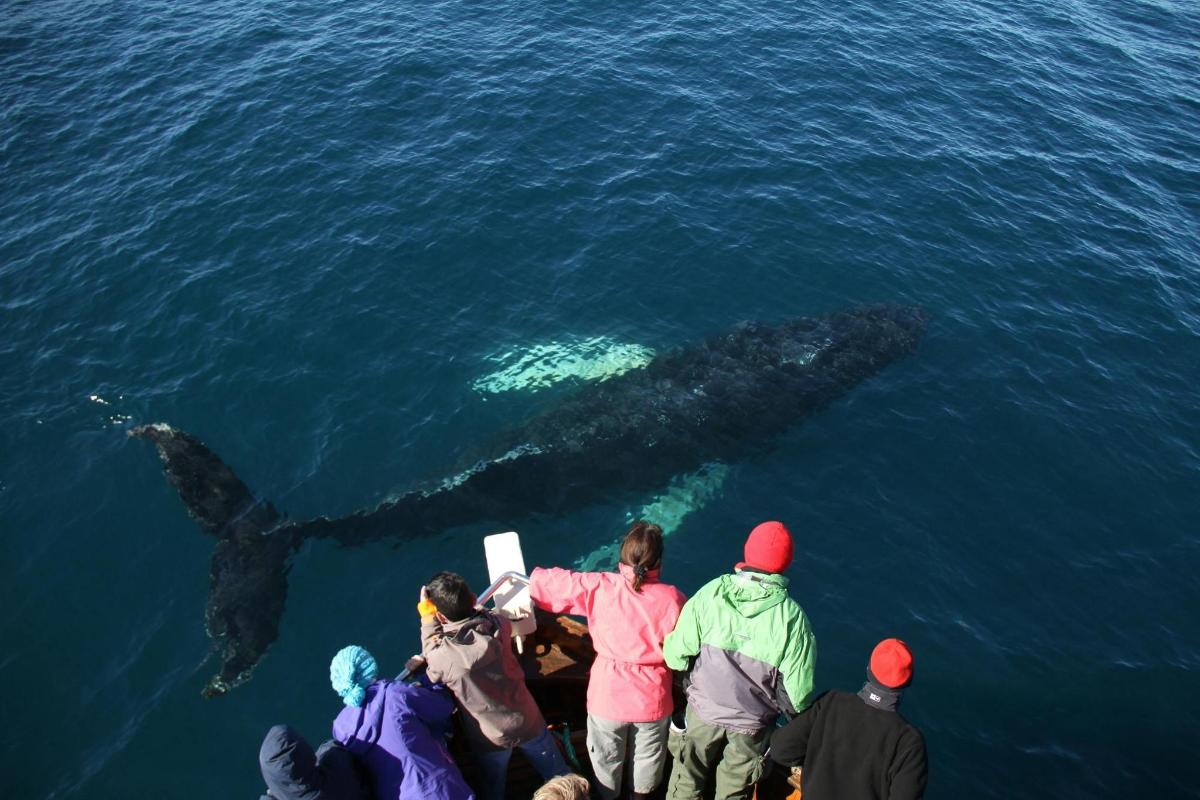een groep mensen die naar een walvis in het water kijkt