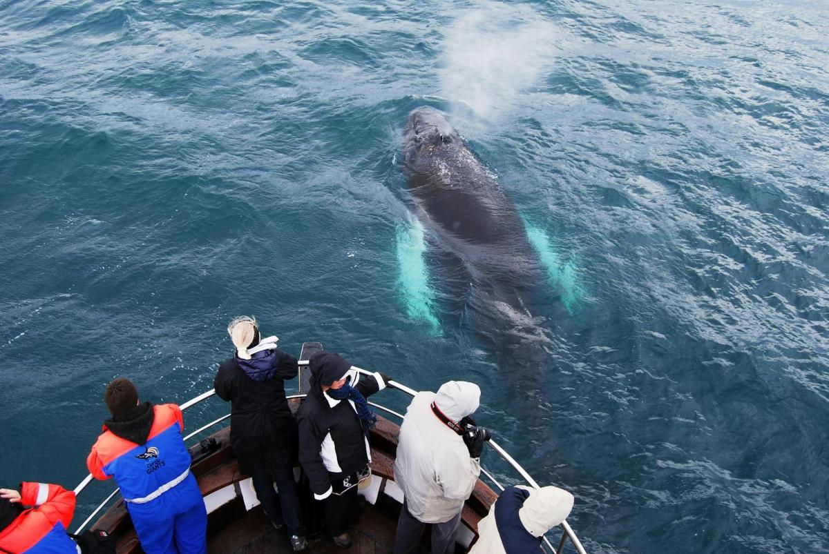 een groep mensen op een boot die naar een walvis kijkt