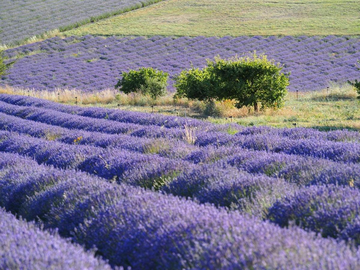 un camp de lavanda amb fileres de flors porpres