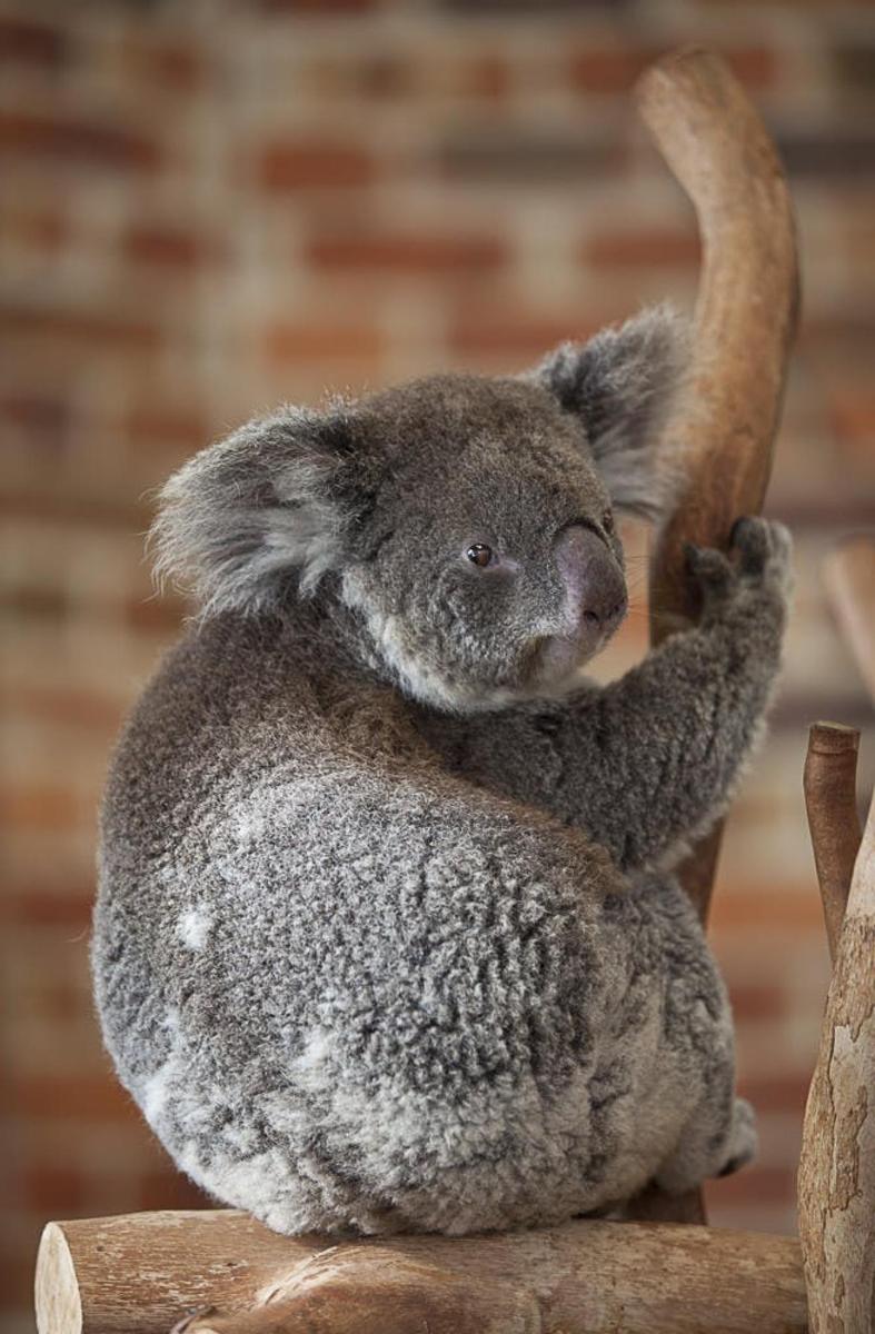 un koala seduto in cima a una staccionata di legno