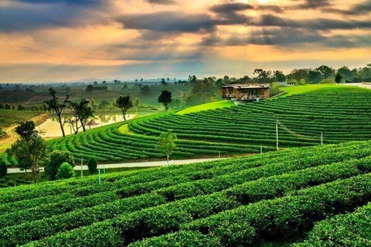 a field of green plantations with a house on a hill