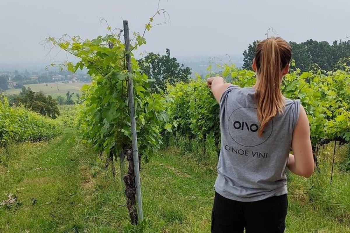 una dona dreta davant d'una vinya