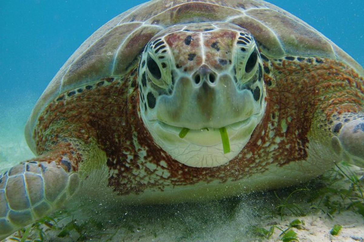 una tortuga marina verde nadando en el agua