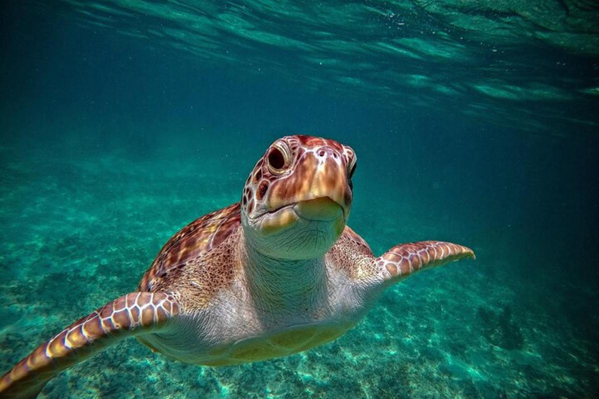 een groene zeeschildpad die in het water zwemt