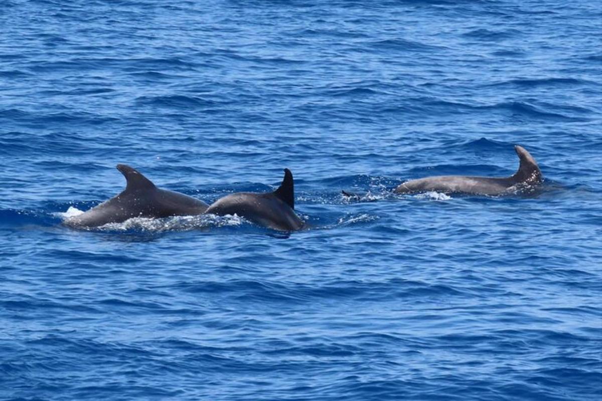 un gruppo di tre delfini che nuotano nell'acqua