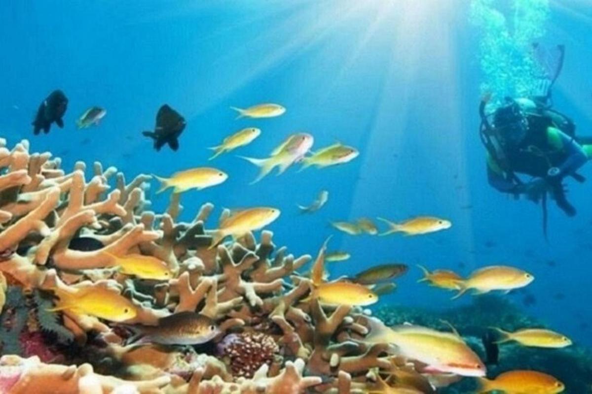 un subacqueo nuota su una barriera corallina con i pesci