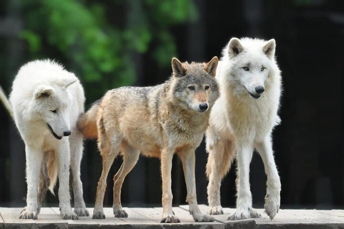 three wolves standing next to each other