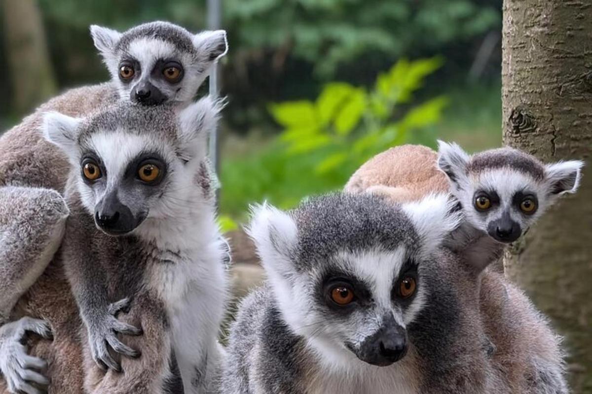a group of ring tailed lemurs standing together