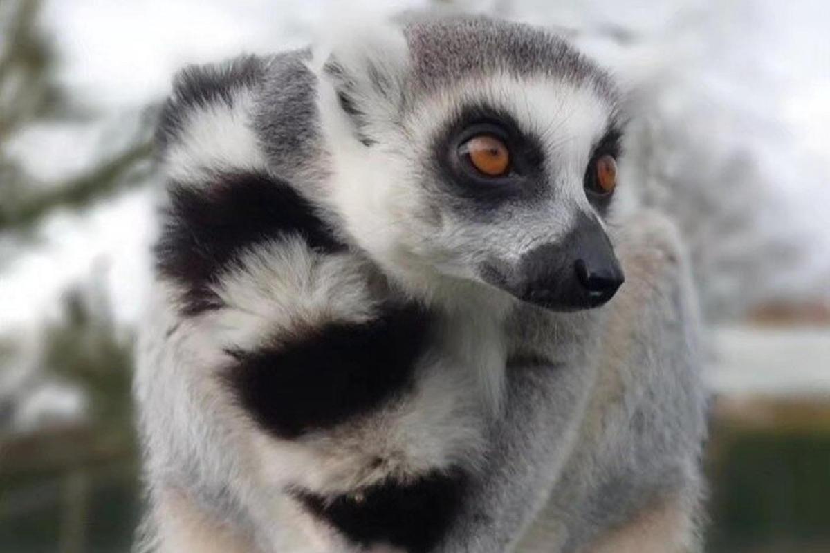 a close up of a lemur with orange eyes
