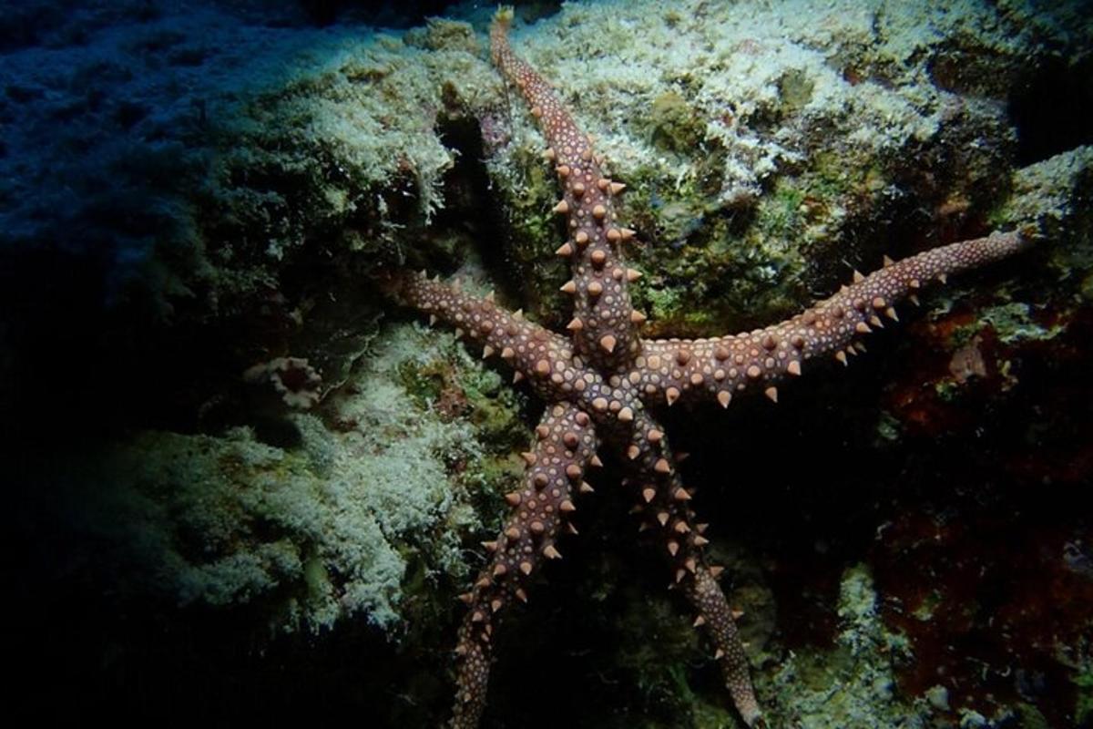 велика смеђа морска звезда на гребену