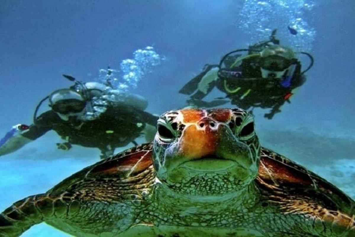 uma tartaruga marinha verde e duas pessoas na água
