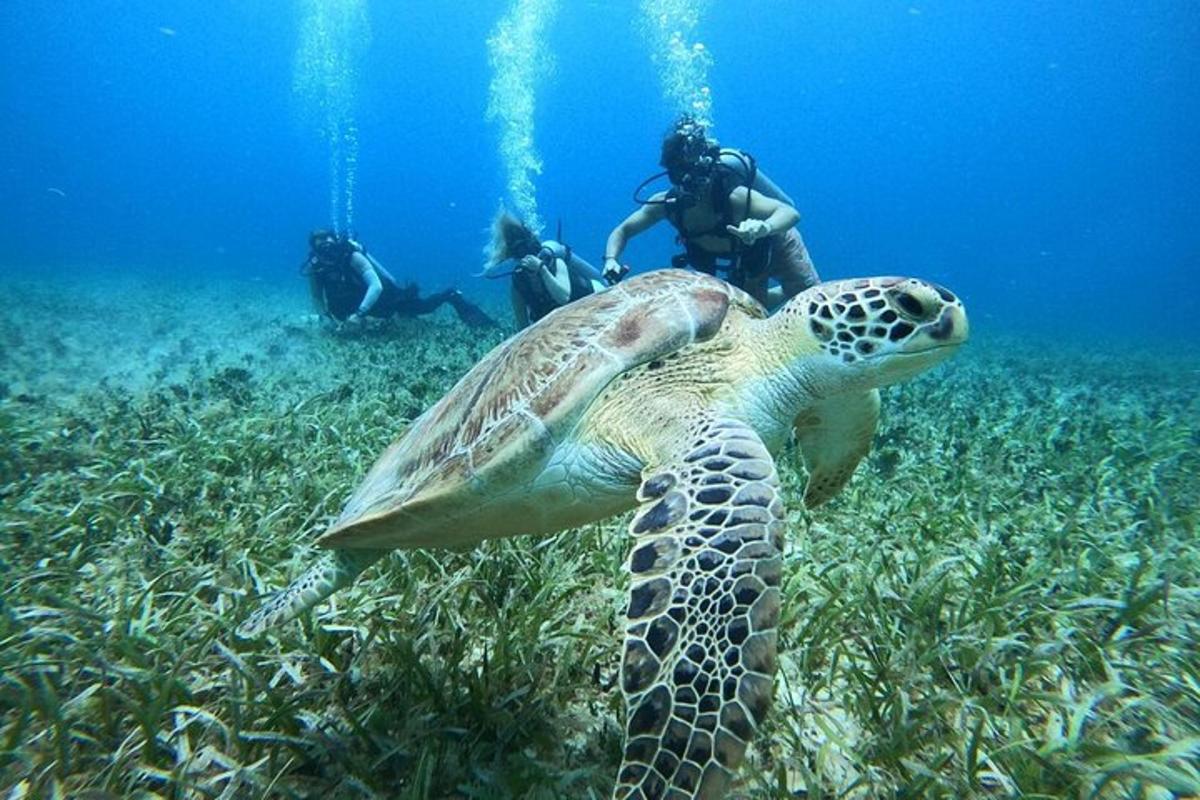 en grøn havskildpadde, der svømmer i havet