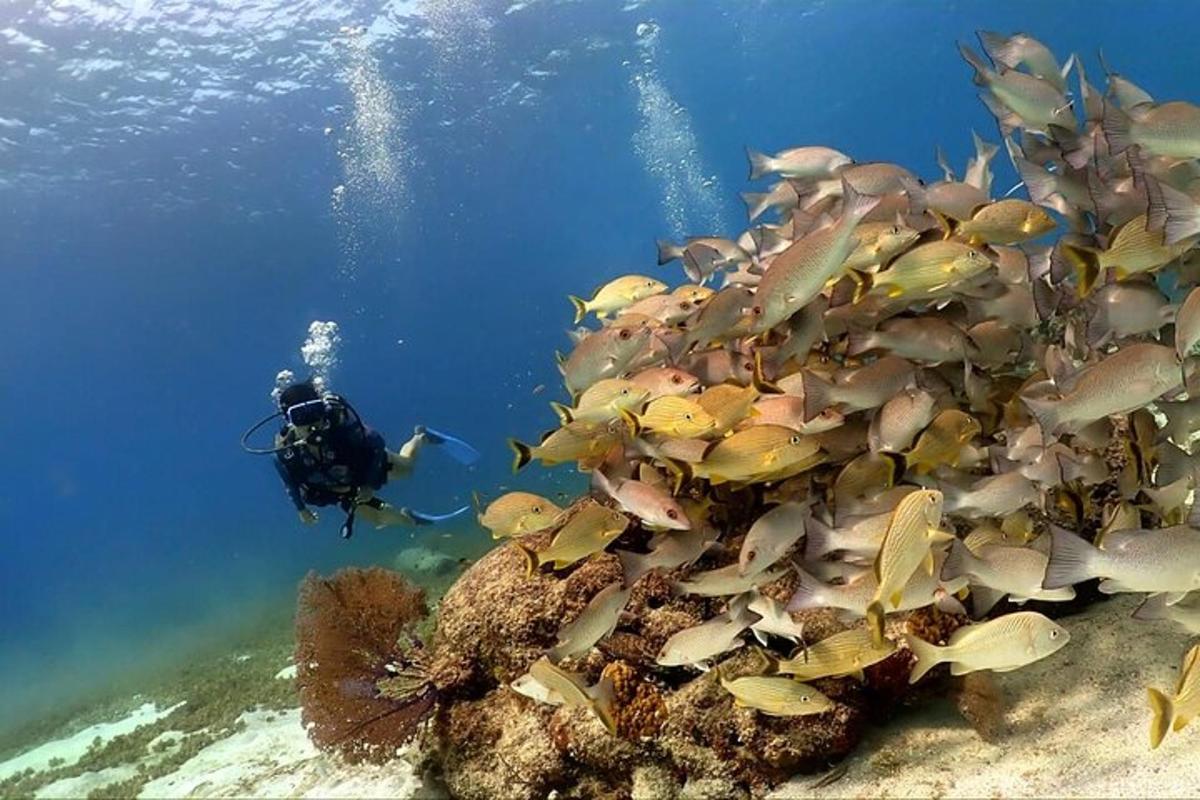 um mergulhador no oceano próximo a um recife de coral