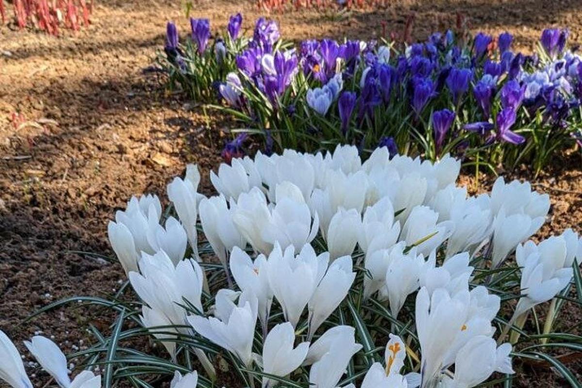 a bunch of white flowers in a garden