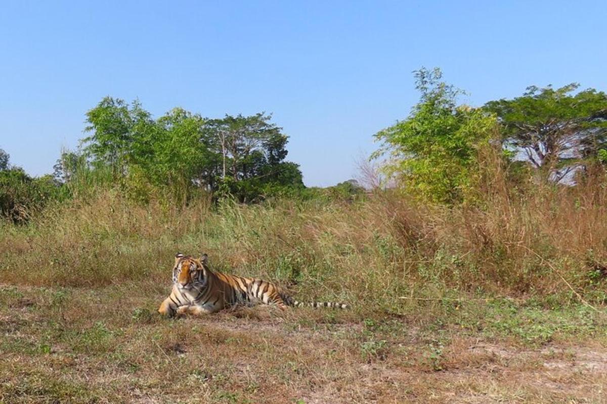 a tiger laying in the grass in a field