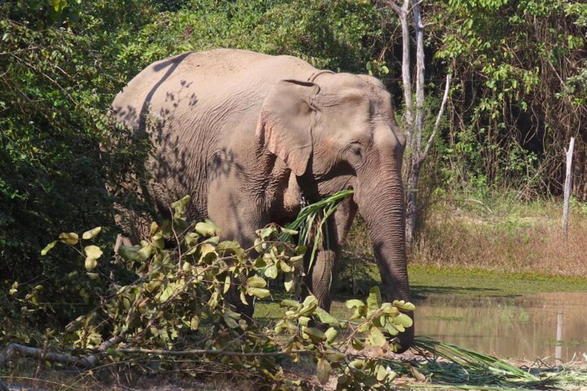 an elephant standing in the water next to trees