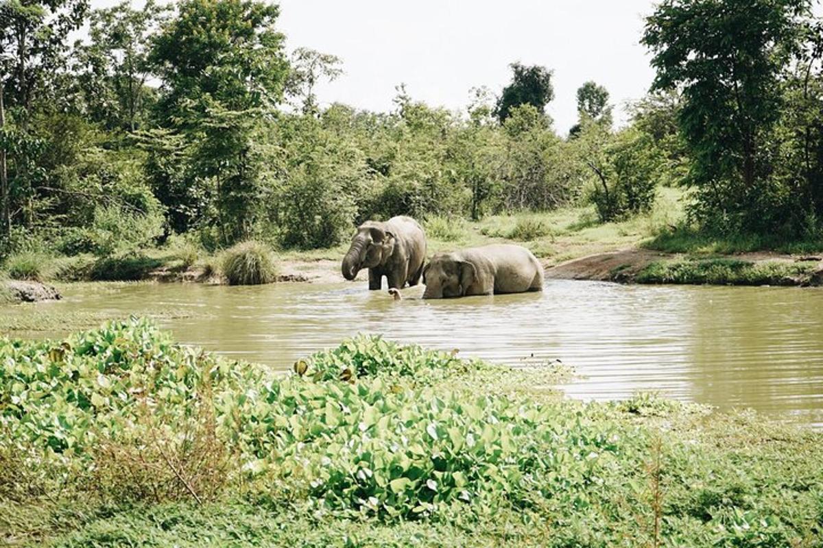 two elephants standing in the water in a river