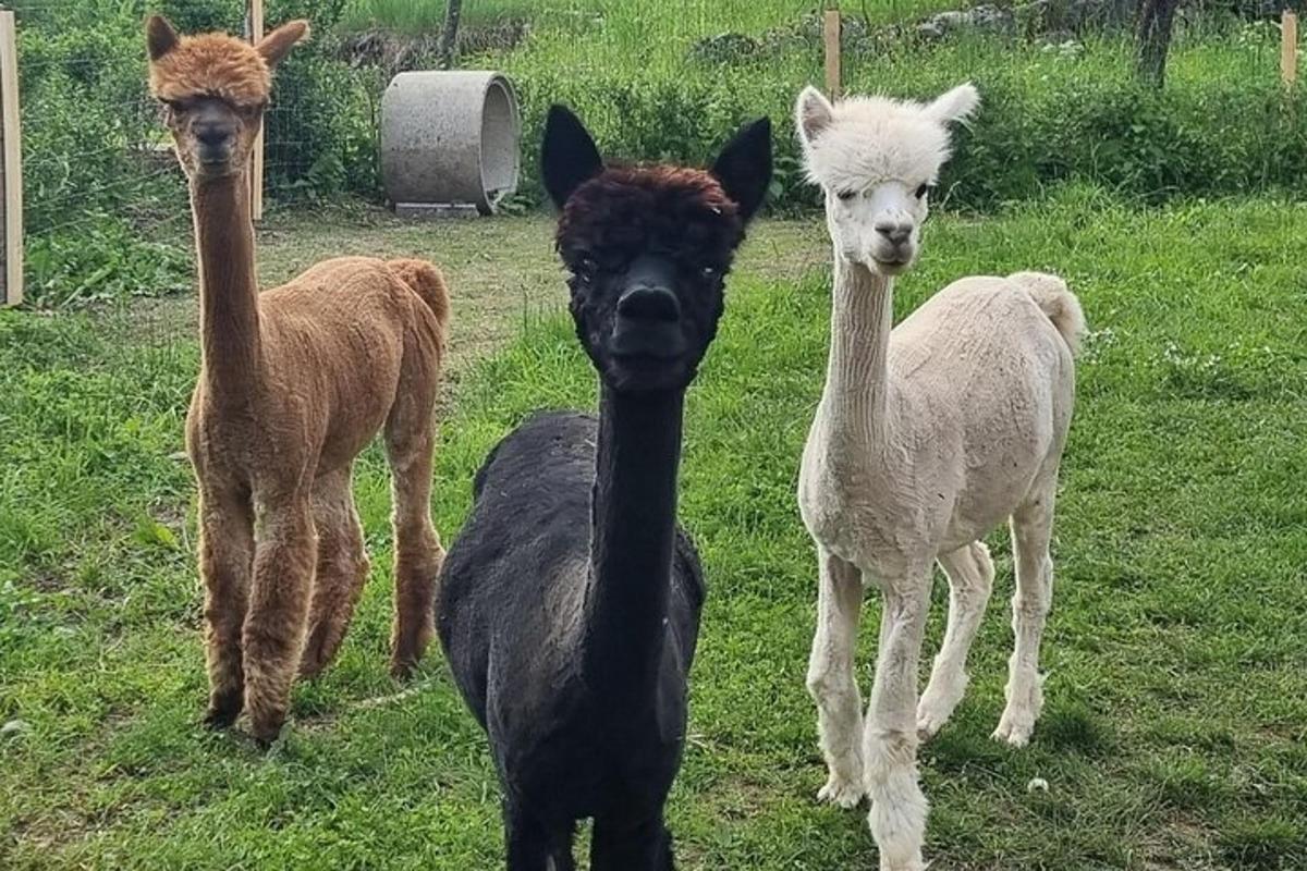 Tres llamas de pie en un campo junto a