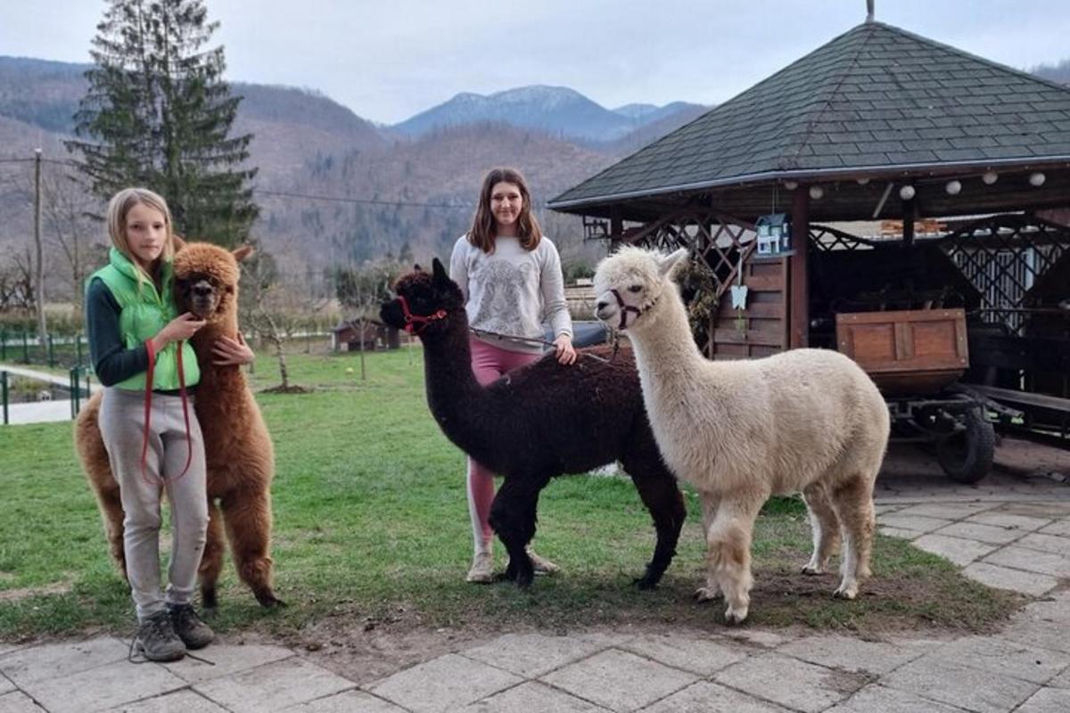 Tres niñas están de pie con tres llamas.