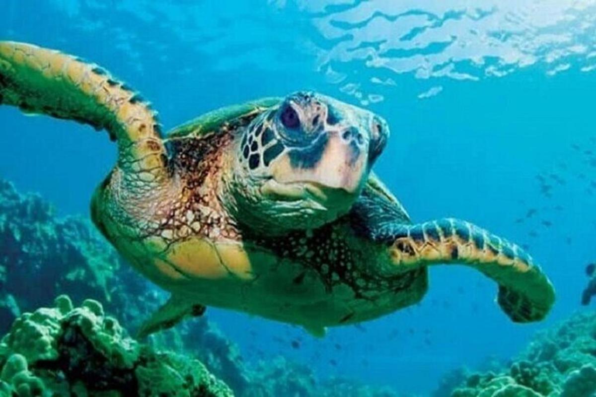una tartaruga marina verde che nuota nell'oceano