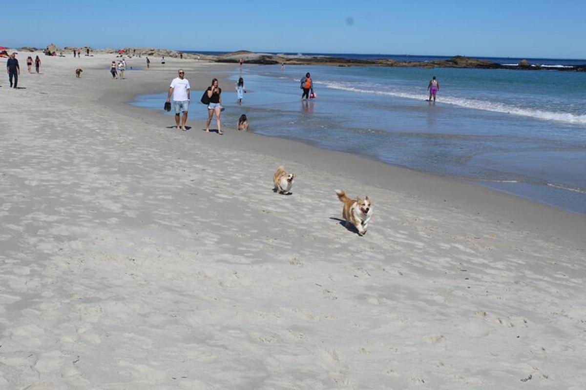 a group of people and dogs walking on the beach
