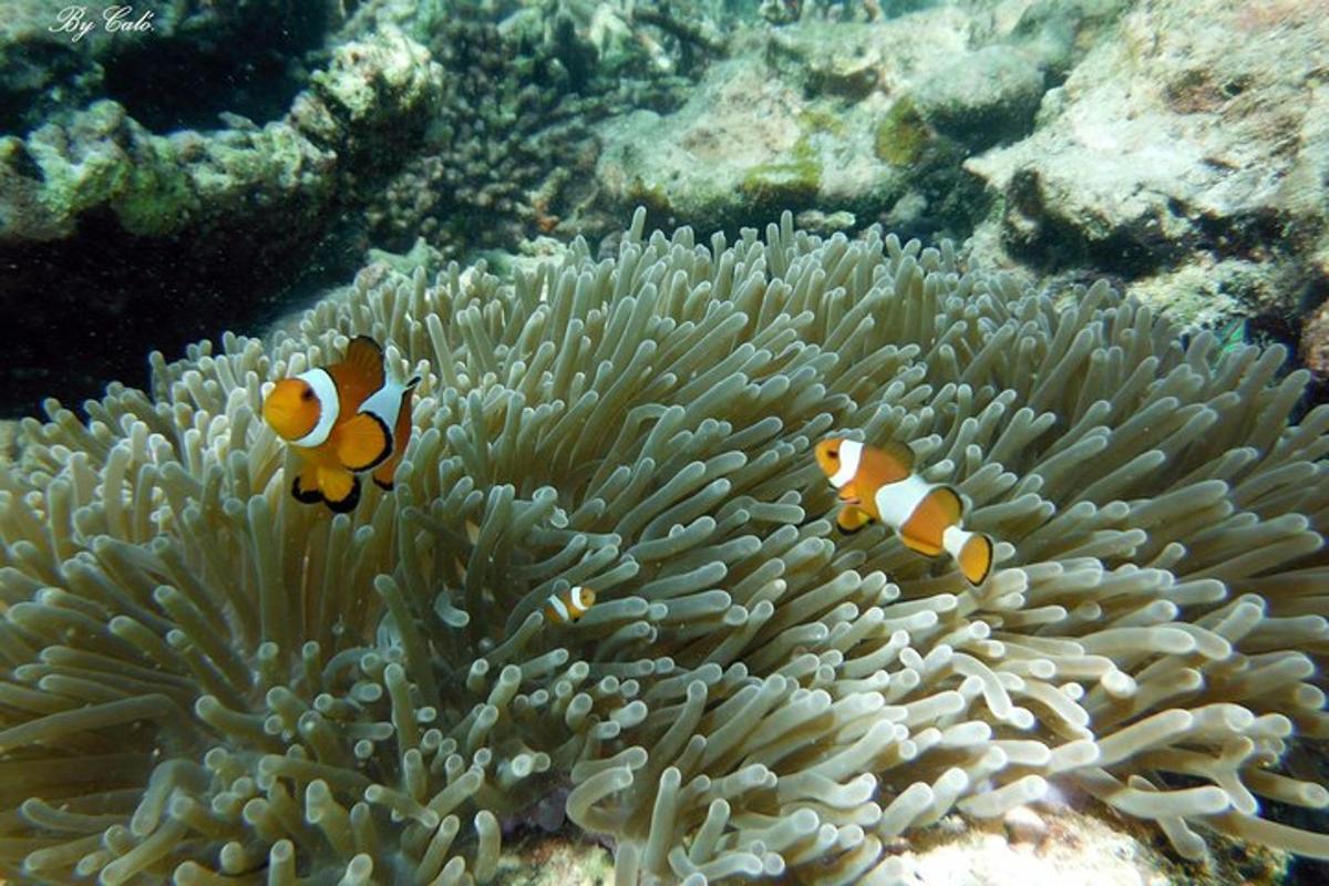 Dos peces payaso nadan sobre un coral oceánico.