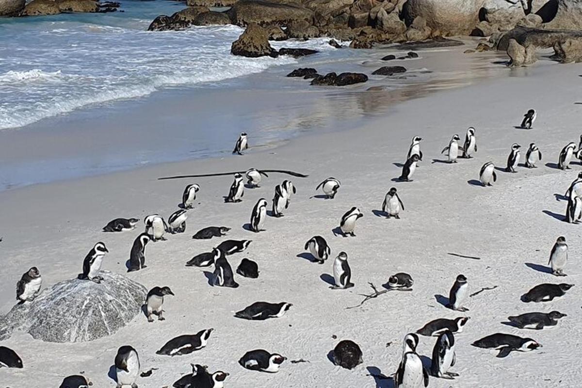 sekelompok penguin berdiri di pantai