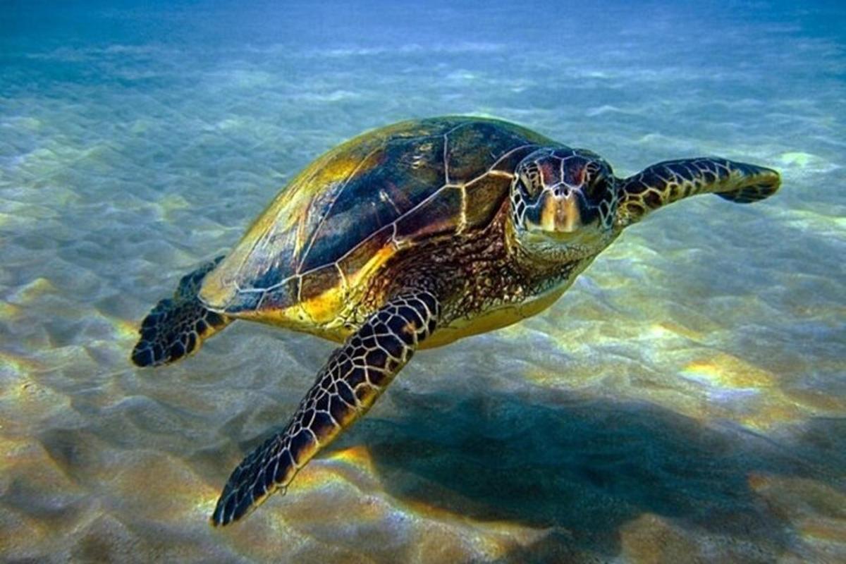 una tartaruga marina verde che nuota nell'acqua