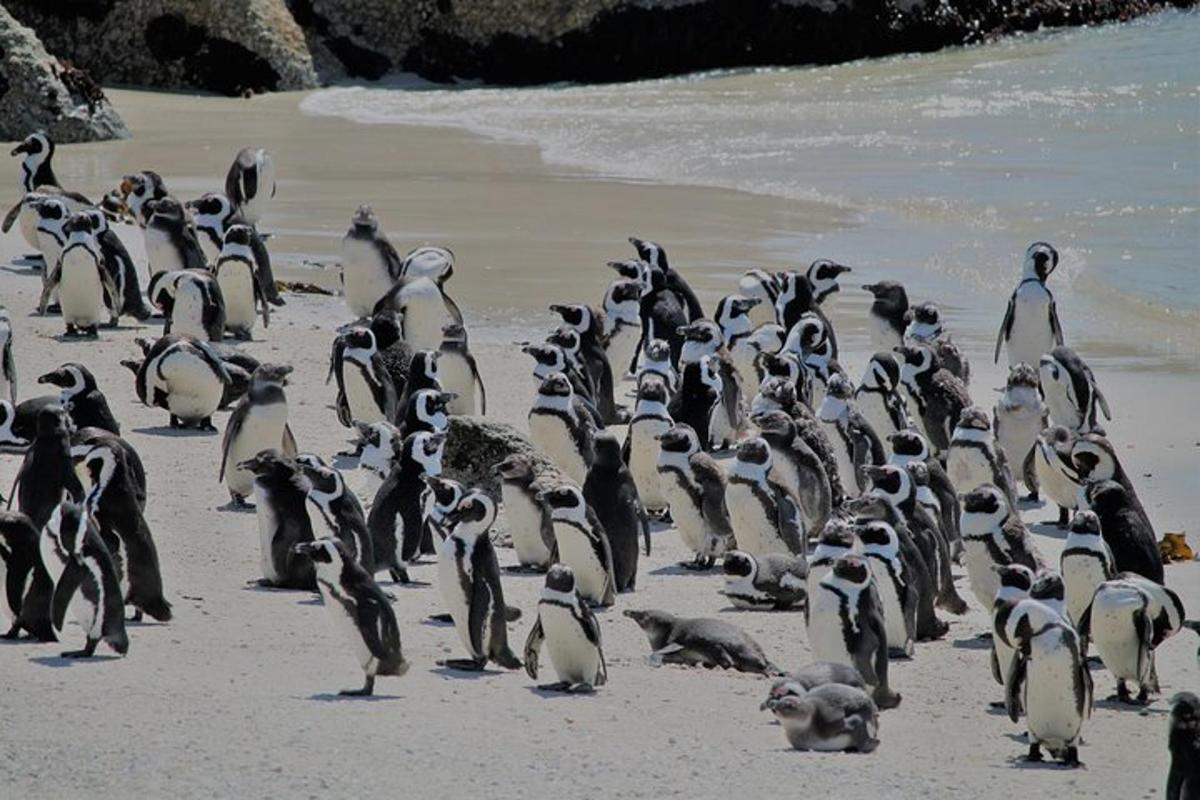 un grup mare de pinguini pe o plajă