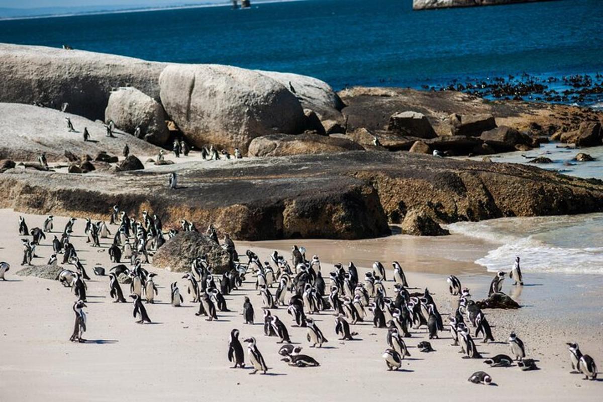 un stol de pinguini stând pe o plajă