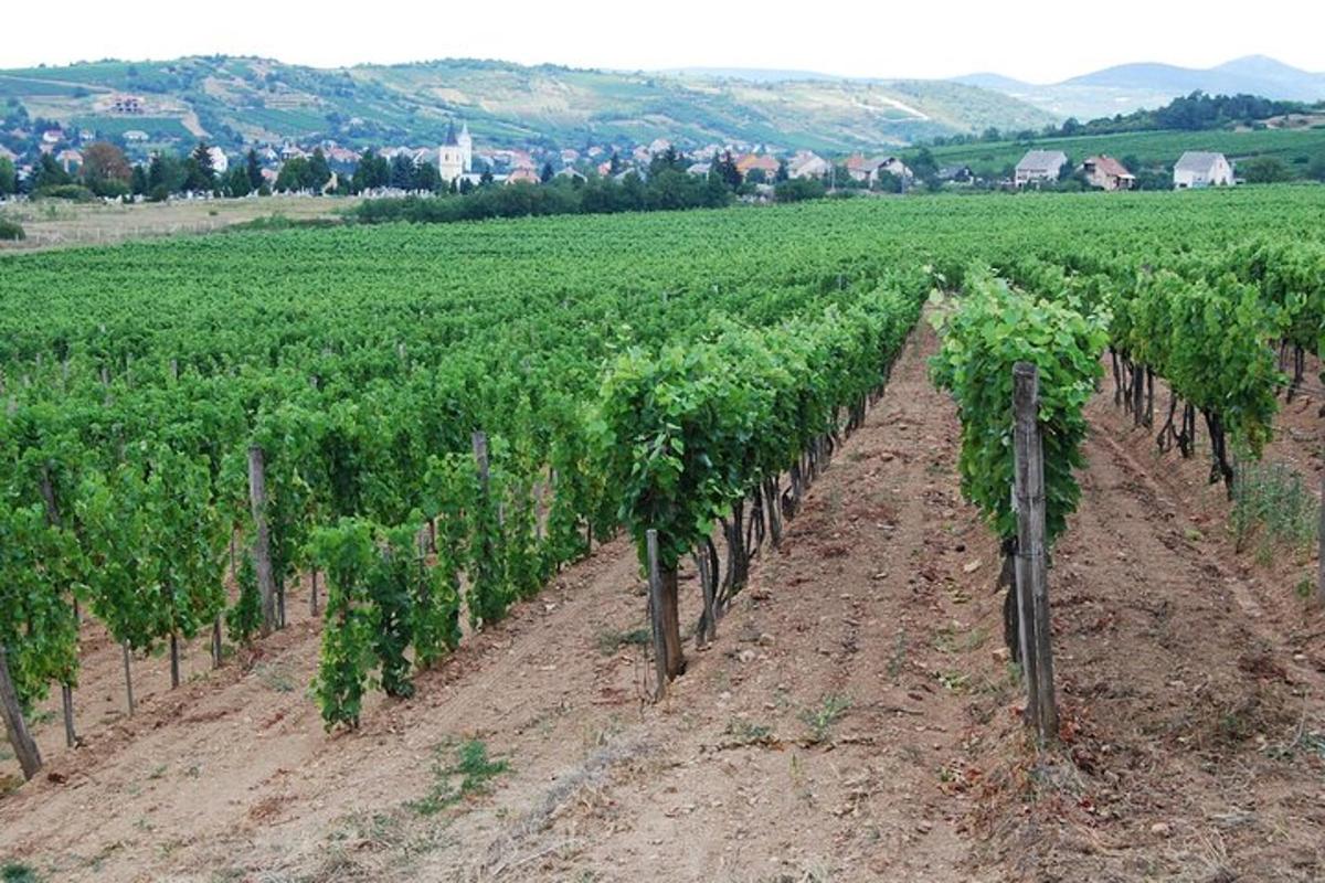 a vineyard with a bunch of green vines