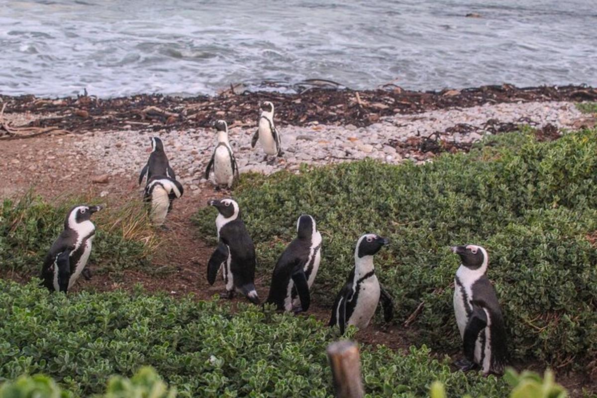 un gruppo di pinguini in piedi sulla spiaggia