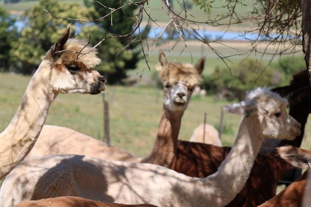 sekumpulan llama berdiri di padang