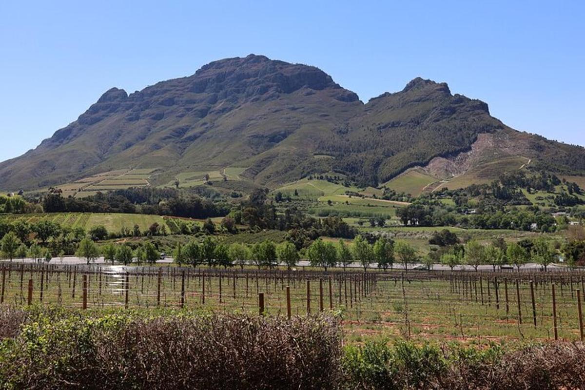 a mountain in the distance with a bunch of vines