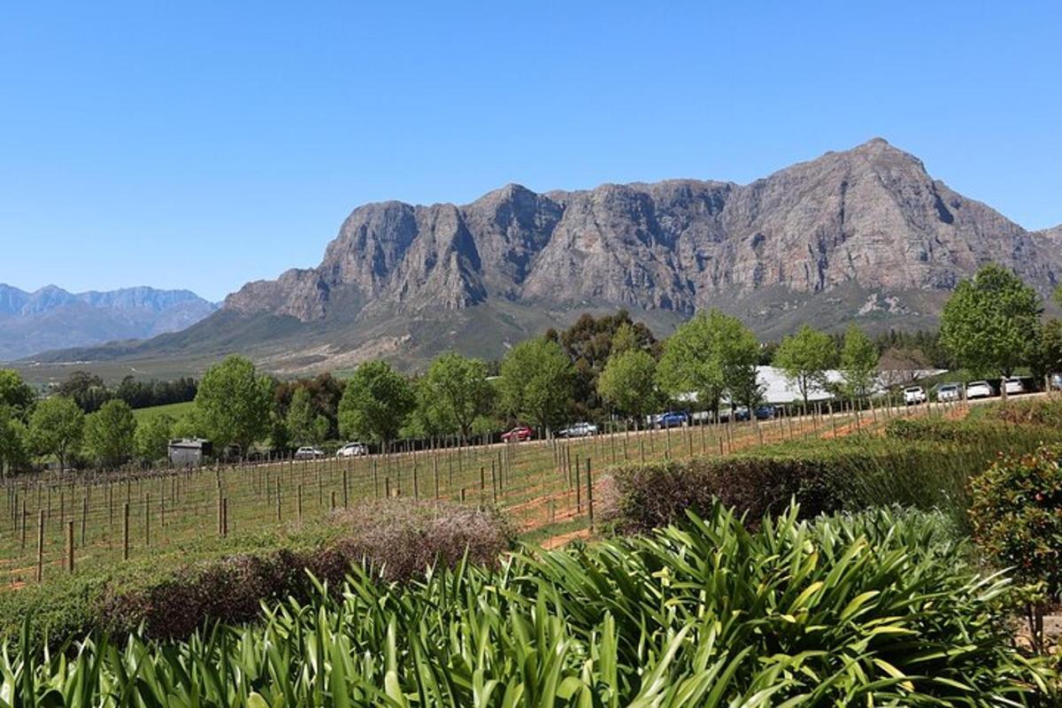 a field with a mountain in the background